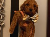 Sağlık Ve Ömür Boyu Irk Garantili Poodle Yavrularımız