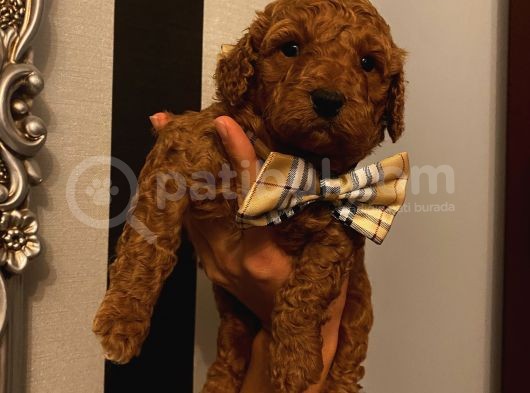 Sağlık Ve Ömür Boyu Irk Garantili Poodle Yavrularımız görsel