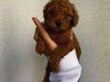 Sağlık Ve Ömür Boyu Irk Garantili Poodle Yavrularımız