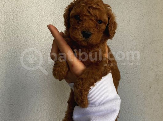 Sağlık Ve Ömür Boyu Irk Garantili Poodle Yavrularımız görsel