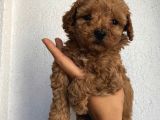 Sağlık Ve Ömür Boyu Irk Garantili Poodle Yavrularımız