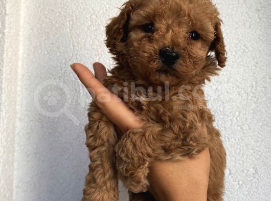 Sağlık Ve Ömür Boyu Irk Garantili Poodle Yavrularımız görsel