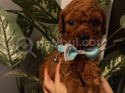 Çocuklarınıza Arkadaş Toypoodle Bebeklerimiz