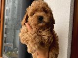 Çocuklarınıza Arkadaş Toypoodle Bebeklerimiz