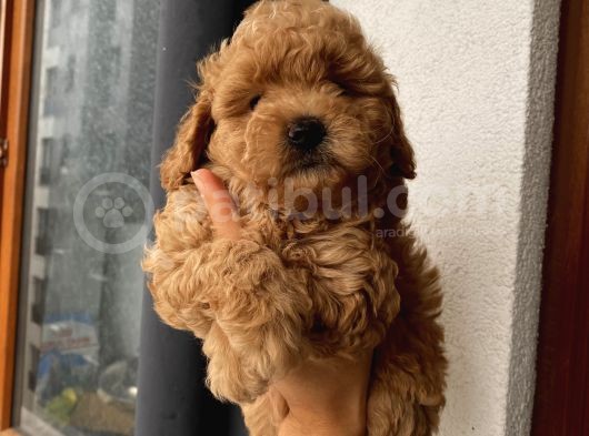Çocuklarınıza Arkadaş Toypoodle Bebeklerimiz görsel