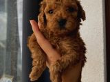 Sağlık Ve Ömür Boyu Irk Garantili Poodle Yavrularımız