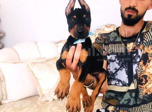 Doberman Yavrular
