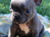 Blue French Bulldog Yavrular