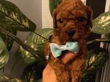 Sağlık Ve Ömür Boyu Irk Garantili Poodle Yavrularımız