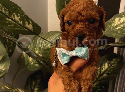 Sağlık Ve Ömür Boyu Irk Garantili Poodle Yavrularımız görsel