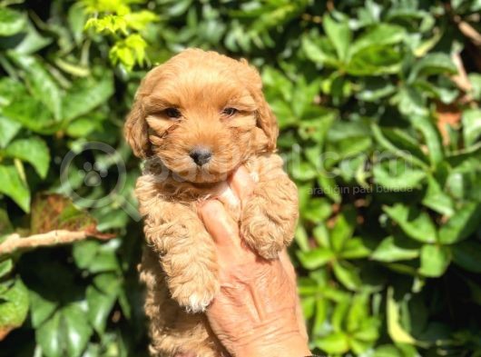 Poodle Ayarında Maltipo Yavrularimiz görsel