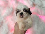 Mini Boy Shih Tzu Yavrularımız