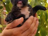 Merle Ve Brindle French Bulldog Yavrular