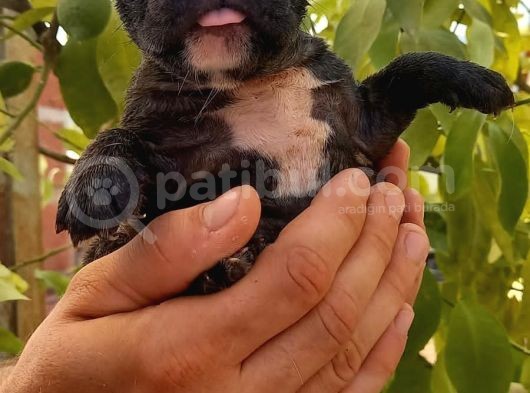 Merle Ve Brindle French Bulldog Yavrular görsel