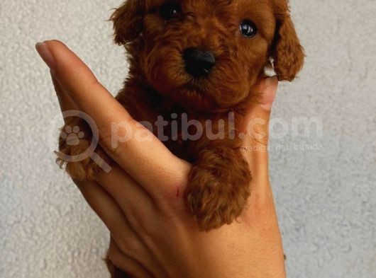 Sağlık Ve Irk Garantili Sevimli Toy Poodle Yavrularımız