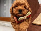 Aşılı Pasaportlu Toypoodle Bebeklerimiz