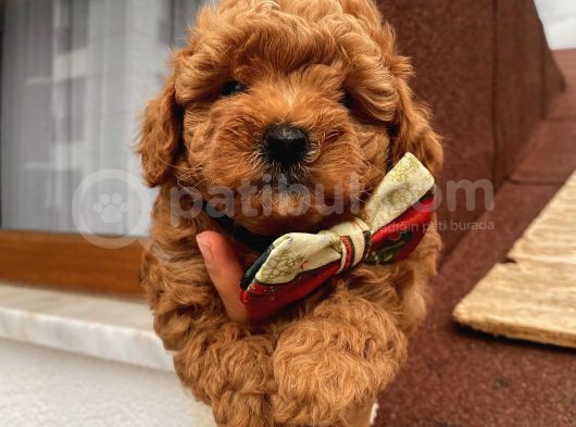 Aşılı Pasaportlu Toypoodle Bebeklerimiz görsel