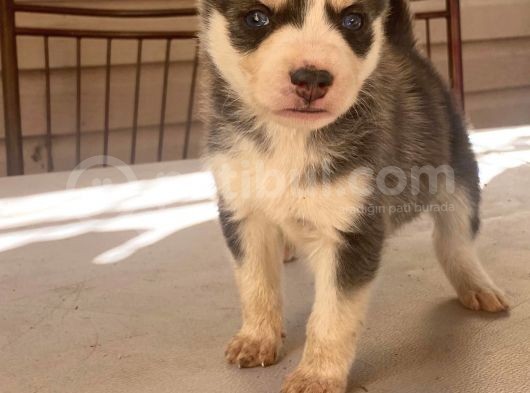 Safkan Husky Yavrular görsel