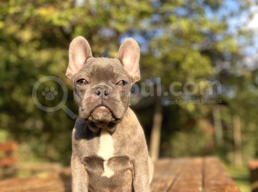 Blue French Bulldog Egzoti̇k Yavrumuz