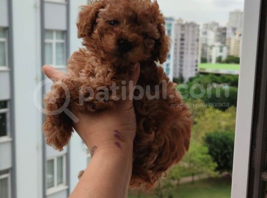 A+ Kali̇te 2 Aylik Teacul Di̇şi̇ Toy Poodle Yavru görsel