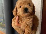 Aşılı Pasaportlu Toypoodle Bebeklerimiz