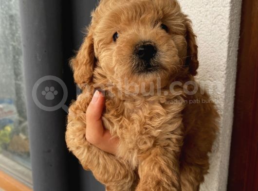 Aşılı Pasaportlu Toypoodle Bebeklerimiz görsel