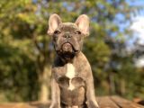 Blue French Bulldog Egzoti̇k Yavrumuz