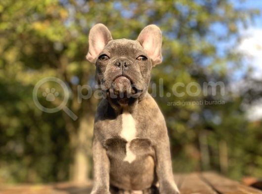 Blue French Bulldog Egzoti̇k Yavrumuz görsel