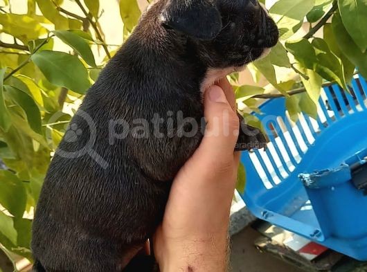 Merle Ve Brindle French Bulldog Yavrular görsel