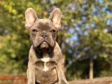 Blue French Bulldog Egzoti̇k Yavrumuz