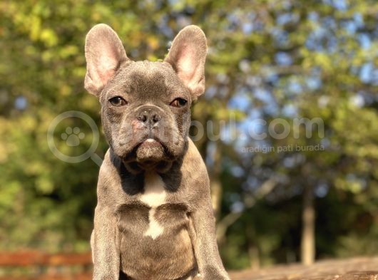 Blue French Bulldog Egzoti̇k Yavrumuz görsel