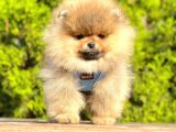 Safkan Pomeranian Boo Yavrularımız