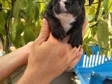 Merle Ve Brindle French Bulldog Yavrular