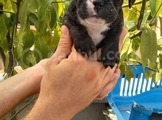 Merle Ve Brindle French Bulldog Yavrular görsel