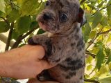Merle Ve Brindle French Bulldog Yavrular