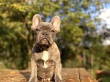 Blue French Bulldog Egzoti̇k Yavrumuz