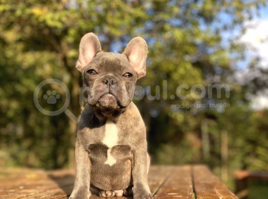 Blue French Bulldog Egzoti̇k Yavrumuz görsel