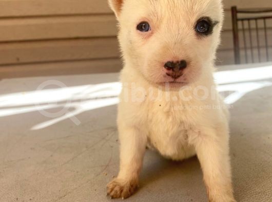 Safkan Husky Yavrular görsel