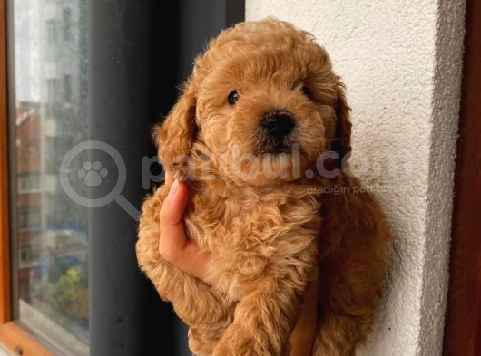 Sağlık Ve Irk Garantili Sevimli Toy Poodle Yavrularımız görsel