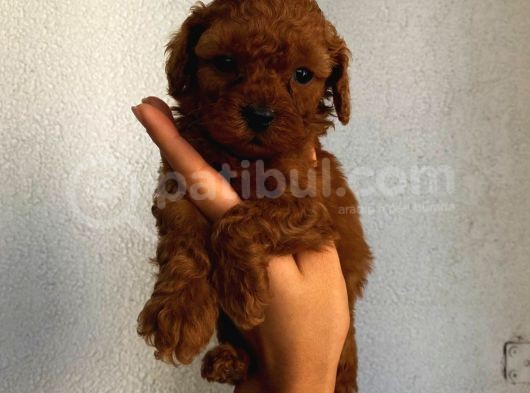 Sağlık Ve Irk Garantili Sevimli Toy Poodle Yavrularımız görsel
