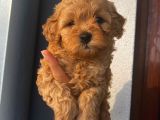Sağlık Ve Irk Garantili Sevimli Toy Poodle Yavrularımız