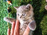 8 Haftalık Gri Dişi British Shorthair