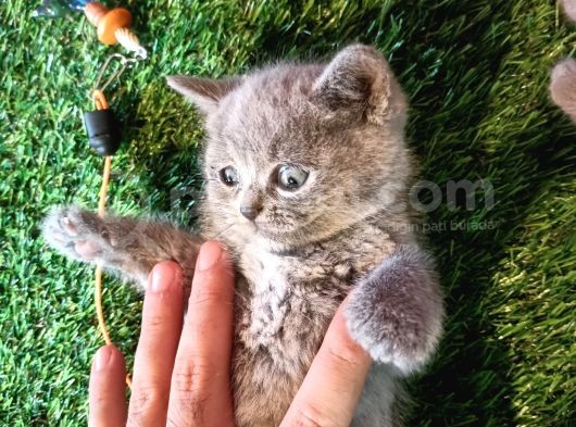 8 Haftalık Gri Dişi British Shorthair görsel