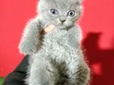 8 Haftalık Gri Dişi British Shorthair