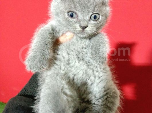 8 Haftalık Gri Dişi British Shorthair görsel