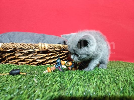 8 Haftalık Gri Dişi British Shorthair