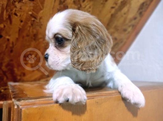 Safkan Mini Cavalier King Charles Yavrularımız görsel