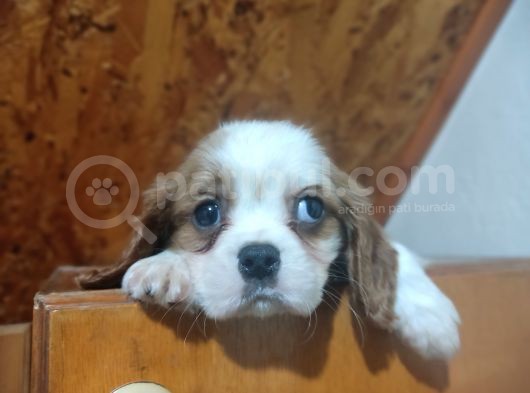 Safkan Mini Cavalier King Charles Yavrularımız görsel