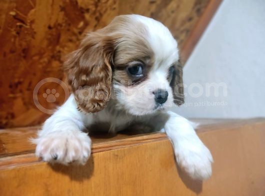 Safkan Mini Cavalier King Charles Yavrularımız görsel