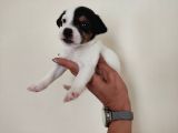 Mükemmel Kalitede Kısa Bacak Jack Russel Yavrularımız